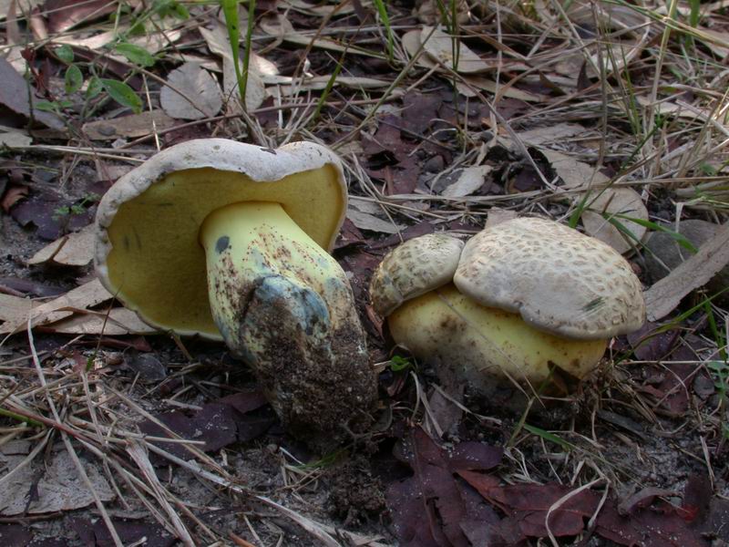 Escursione autunnale in Corsica